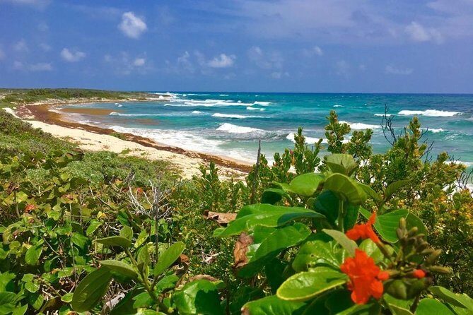 Amazing snorkeling full-day tour to Cozumel Cielo Starfish Reef - Final Thoughts: Is It Worth It?
