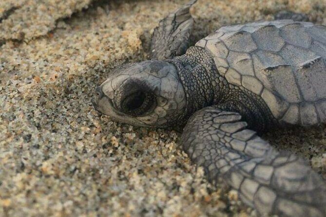 Amazing Turtle Release Tour - Key Points