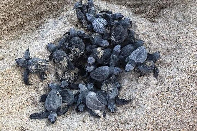 Amazing Turtle Release Tour - Who Should Consider This Tour?