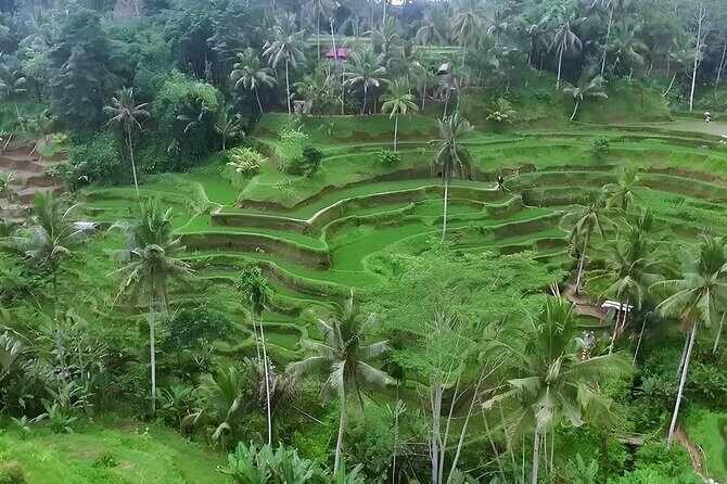 Amazing Ubud and Uluwatu Sunset Tour with Dinner Packages - The Sum Up: Who Should Consider This Tour?