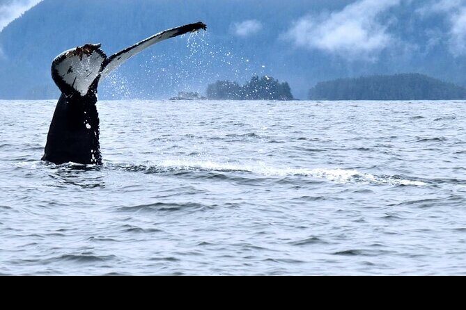 Amazing Whale Watching and Marine Wildlife Shore Excursion - An In-Depth Look at the Whale Watching Experience