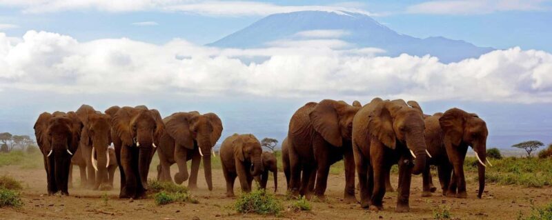 Amboseli; 2 days safari to Amboseli park from Nairobi. - What Makes This Tour Stand Out