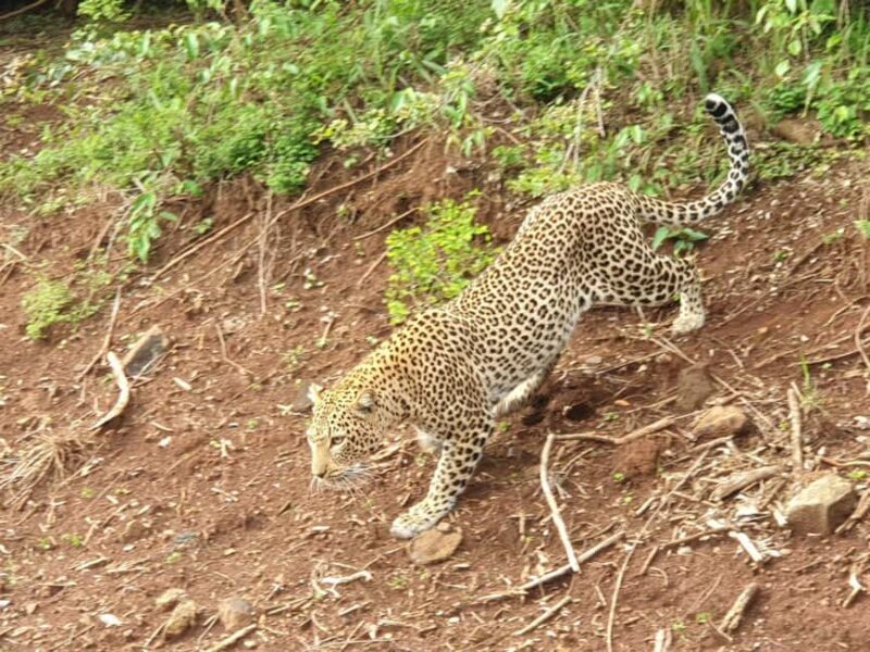 Amboseli; 2 days safari to Amboseli park from Nairobi. - Additional Practical Details
