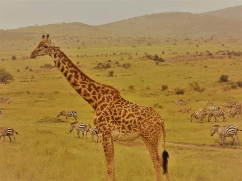 Amboseli; 2 days safari to Amboseli park from Nairobi. - Authentic Reviews and Traveler Insights