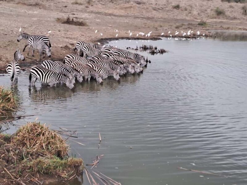 Amboseli; 2 days safari to Amboseli park from Nairobi. - FAQ