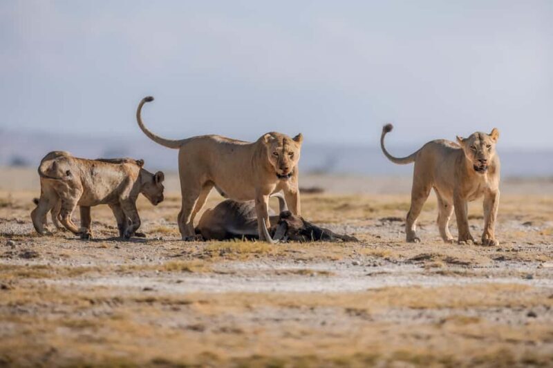 Amboseli: 3-Day Safari Adventure at Tortilis Camp - The Camp Experience: Comfort Meets Responsibility
