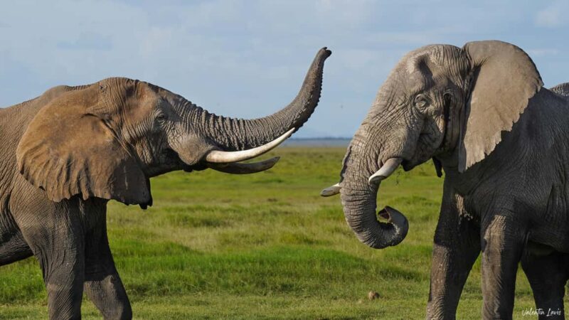 Amboseli: 3-Day Safari Adventure at Tortilis Camp - Why This Tour Is Worth the Price