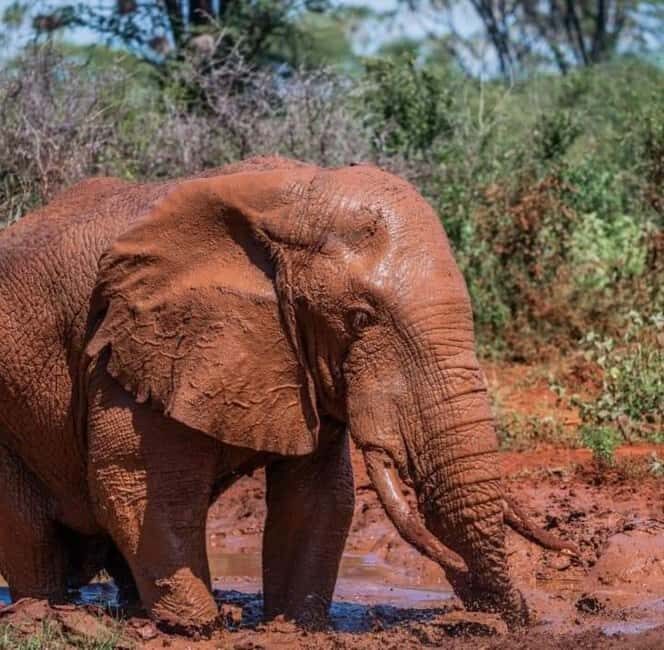 AMBOSELI: 3 DAYS AMBOSELI BUDGET GROUP JOINING SAFARI - Authentic Experiences with a Few Caveats