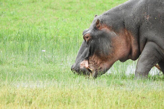Amboseli Day Tour from Nairobi - What Do Reviewers Say?