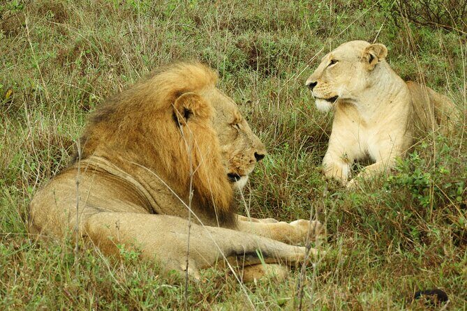Amboseli Day Tour from Nairobi - The Cost and What You Get