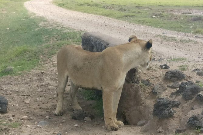 Amboseli Day Trip!! - Introduction: Why Consider the Amboseli Day Trip?
