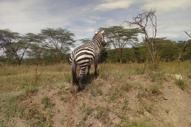 Amboseli Day Trip from Nairobi - How the Tour Runs and Why It Works