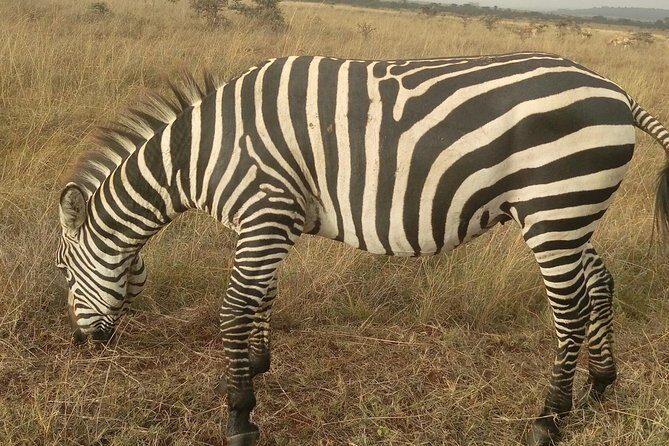 Amboseli Day Trip from Nairobi - How to Make the Most of Your Day