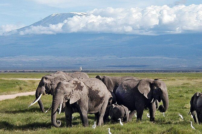 Amboseli Day Trip from Nairobi - Summary: Is It Worth It?