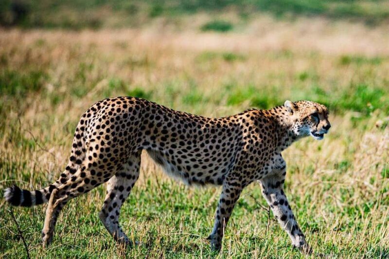 "Amboseli Day Trip with Picnic Lunch Included" - Authentic Experiences and Practical Insights