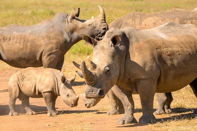 Amboseli & Nairobi National Park 3 Day Safari - An In-Depth Look at the 3-Day African Adventure