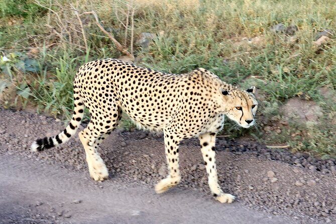 Amboseli & Nairobi National Park 3 Day Safari - Practical Details and Considerations