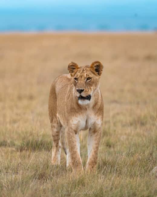 Amboseli National Park: 2-Day 1 Night Safari - Introduction: What to Expect from This Amboseli Safari
