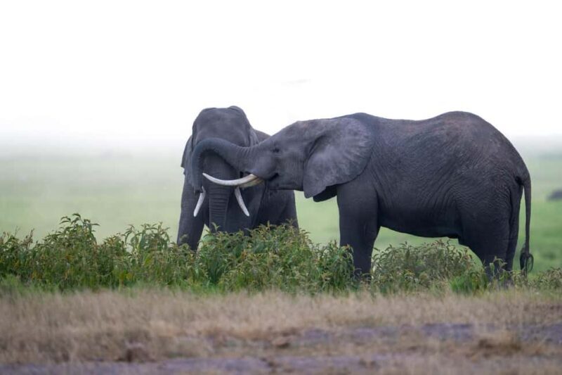 Amboseli National Park: 2-Day 1 Night Safari - The Practicalities: What’s Included and What’s Not