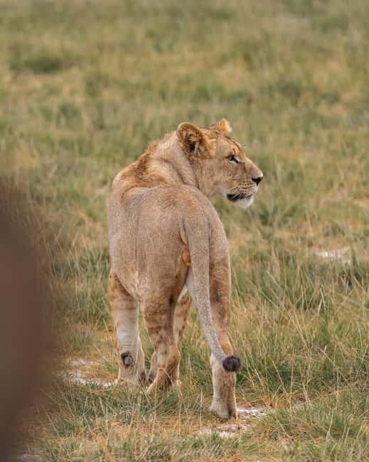 Amboseli National Park: 2-Day 1 Night Safari - Authentic Encounters and Reviews