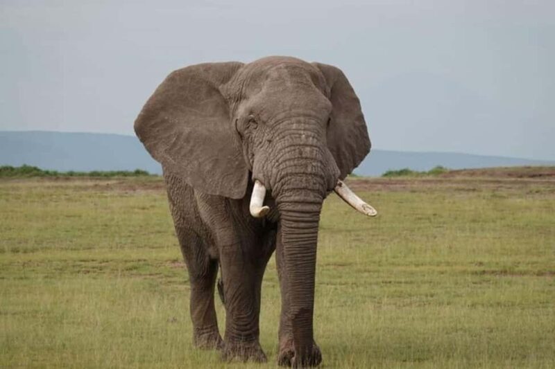 Amboseli National Park Day Safari From Nairobi With Lunch - Key Points