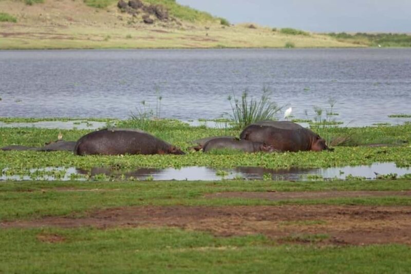 Amboseli National Park Day Safari From Nairobi With Lunch - Why This Tour Offers Good Value
