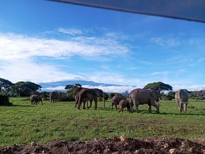Amboseli national park day tour - Amboseli National Park Day Tour Review