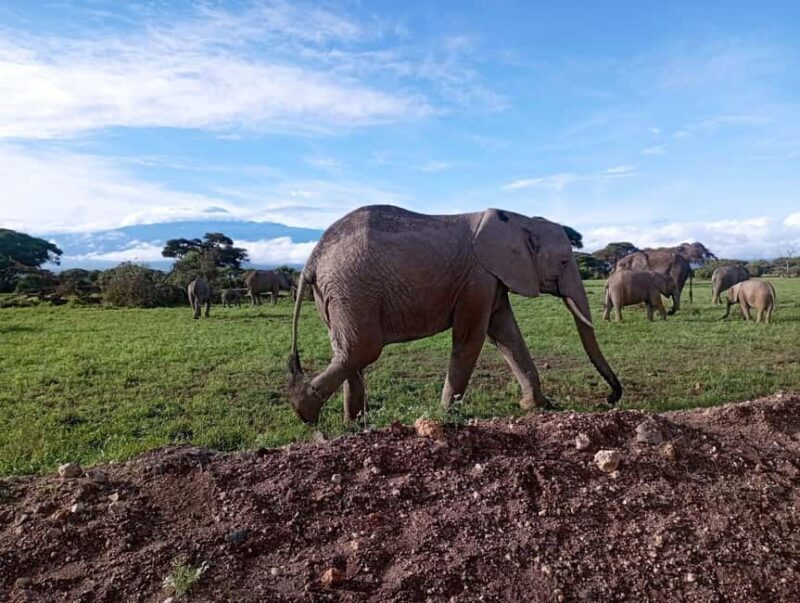 Amboseli national park day tour - Key Points