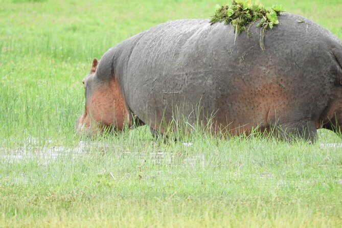 Amboseli National Park Day Trip & Game drive - Transportation & Practical Details