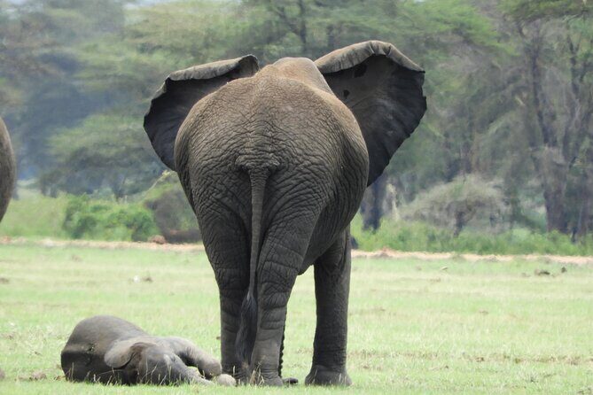 Amboseli National Park Day Trip & Game drive - Who Should Consider This Tour?