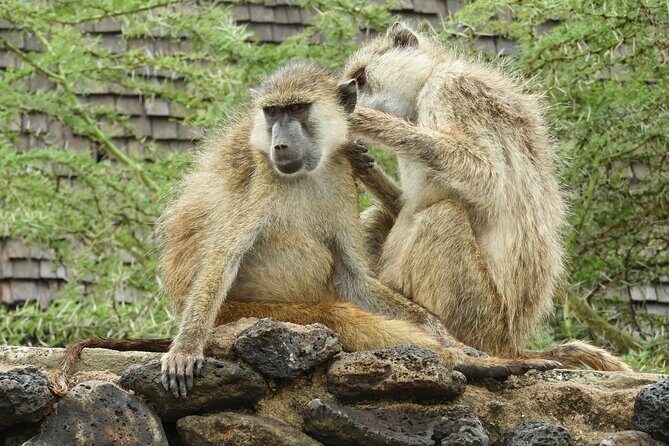 Amboseli National Park Day Trip & Game drive - The Sum Up: Is It a Good Choice?