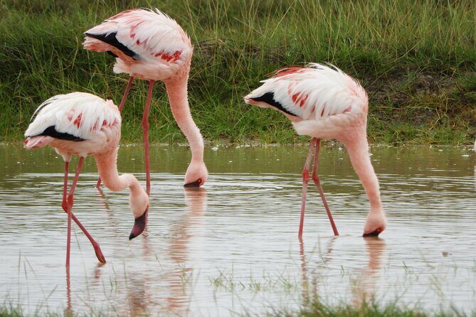 Amboseli National Park Day Trip & Game drive - FAQ: Practical Questions Answered
