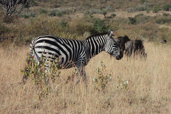 Amboseli National Park for 1 night and 2 days - Day 1: From Nairobi to Amboseli’s Wildlife Spectacle