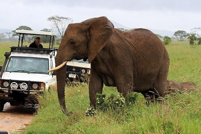 Amboseli National Park Full Day Guided Tour - Practical Tips for Making the Most of the Tour