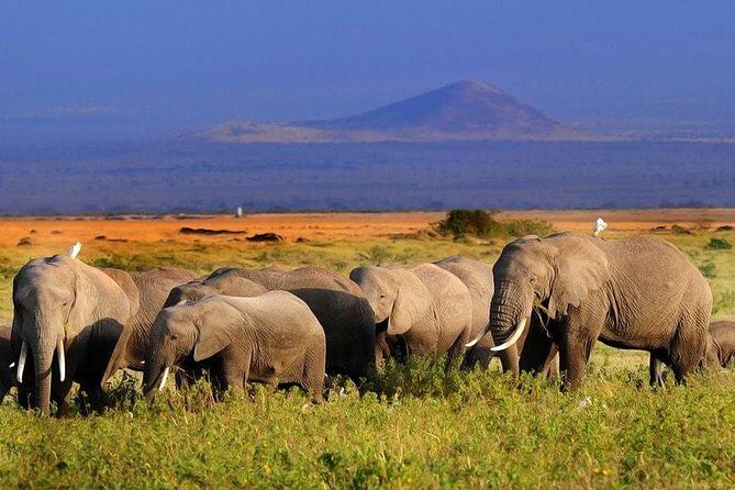 Amboseli National Park Full Day Guided Tour - Who Would Benefit Most?