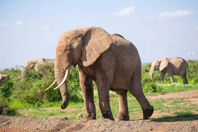 Amboseli National Park: Full Day Tour From Nairobi - Amboseli National Park: Full Day Tour From Nairobi