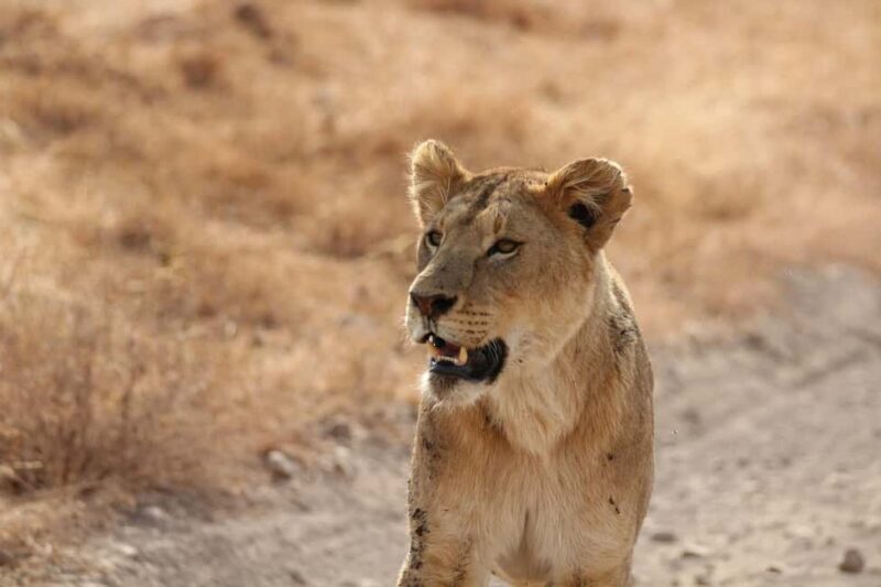 Amboseli National Park: Full Day Tour From Nairobi - Key Points