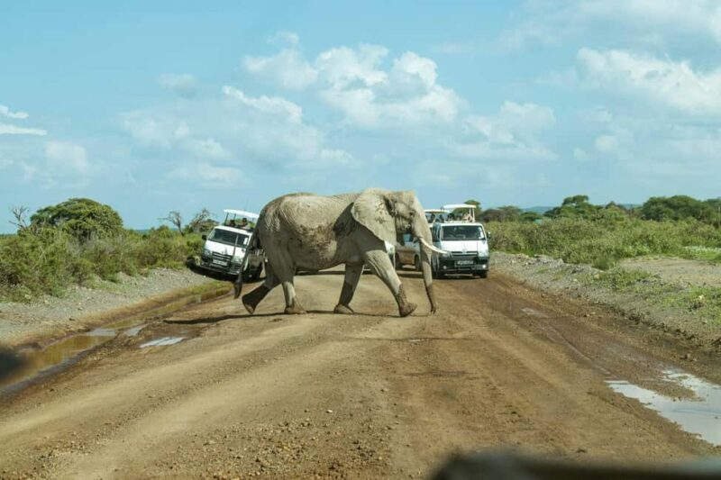Amboseli National Park: Full Day Tour From Nairobi - A Well-Organized Itinerary