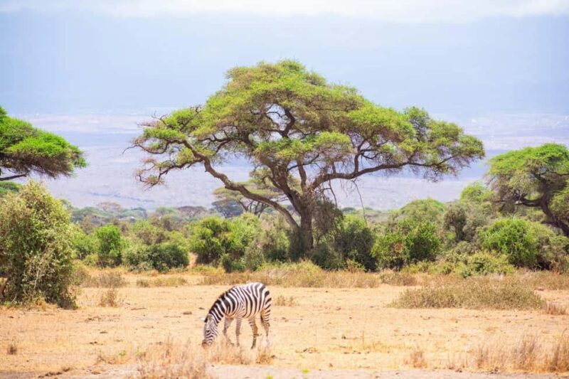 Amboseli National Park: Full Day Tour From Nairobi - Pricing and Value