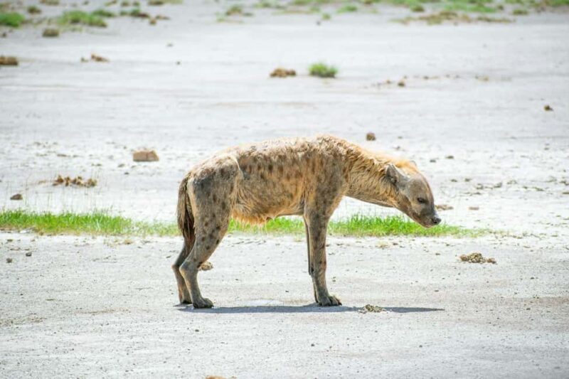 Amboseli National Park: Full Day Tour From Nairobi - Transportation and Comfort