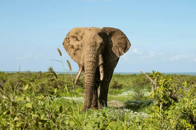 Amboseli National Park: Full Day Tour From Nairobi - FAQ