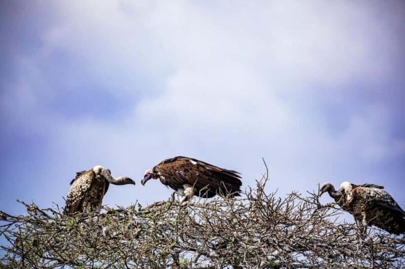 Amboseli National Park: Full Daytrip from Nairobi in a 4X4 - The Sum Up