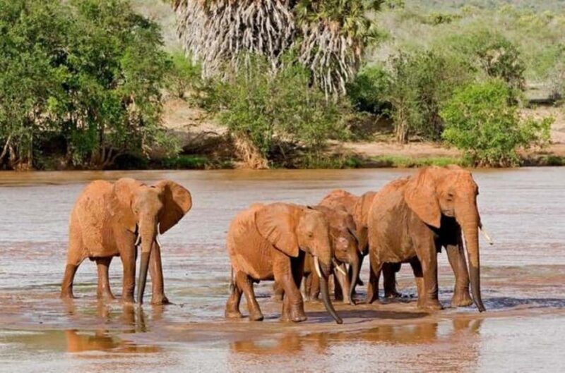 Amboseli National Park: Full Daytrip from Nairobi in a 4X4 - FAQ