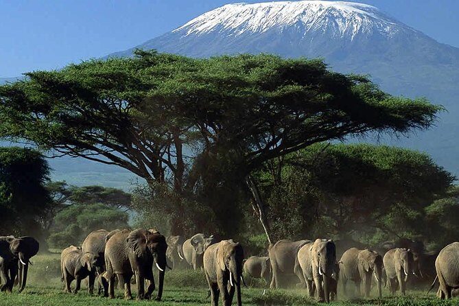 Amboseli National Park Guided Full Day Tour - Authentic Wildlife Encounters