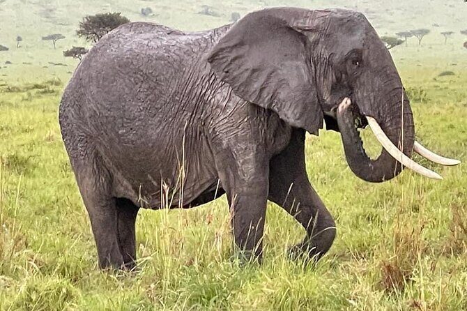 Amboseli national park over night - The Itinerary: What to Expect