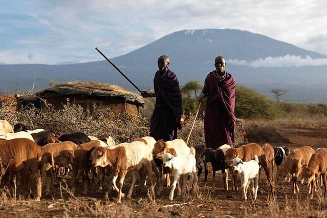 Amboseli national park private Day tour from Nairobi - A Detailed Look at the Amboseli Private Day Tour