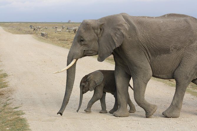 Amboseli national park private Day tour from Nairobi - Final Thoughts: Is This the Right Safari Day Trip for You?