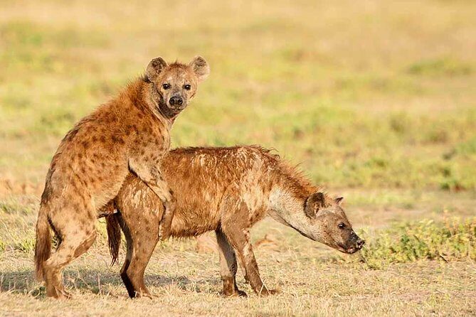 Amboseli national park private Day tour from Nairobi - FAQs