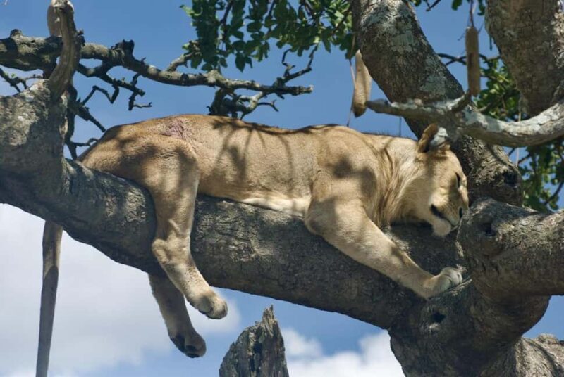 Amboseli National Park: Safari with Accommodation - A Detailed Look at the Amboseli Safari Experience