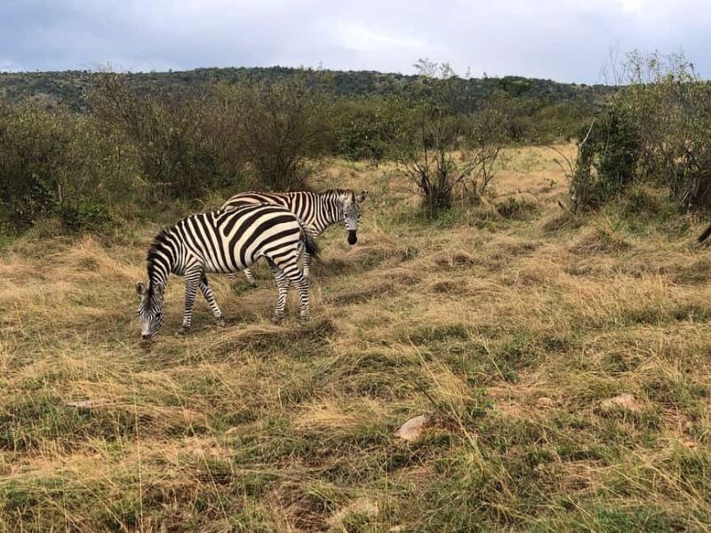 Amboseli National Park: Safari with Accommodation - Who Is This Tour Best For?